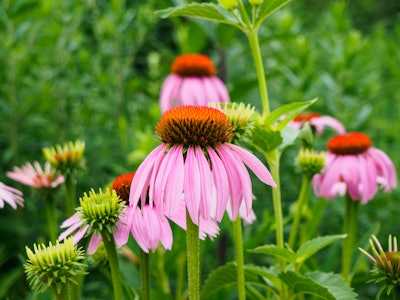 Pink and Orange Flowers - A focused close up of a pink and orange flower in a garden surrounded by green leaves and other flowers blurred in the background 