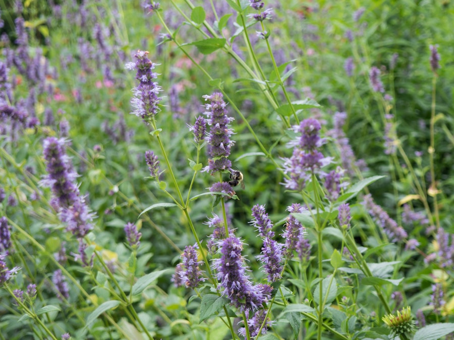 Photo: Flowers with Bee