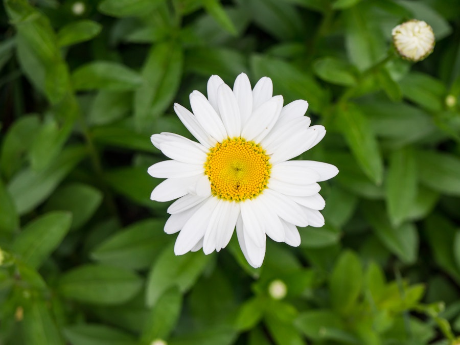 Photo: White and Yellow Flower