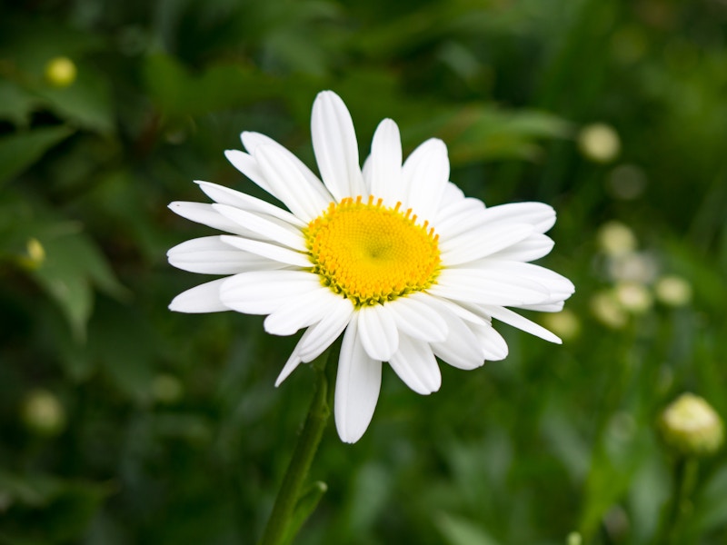 Photo: White and Yellow Flower