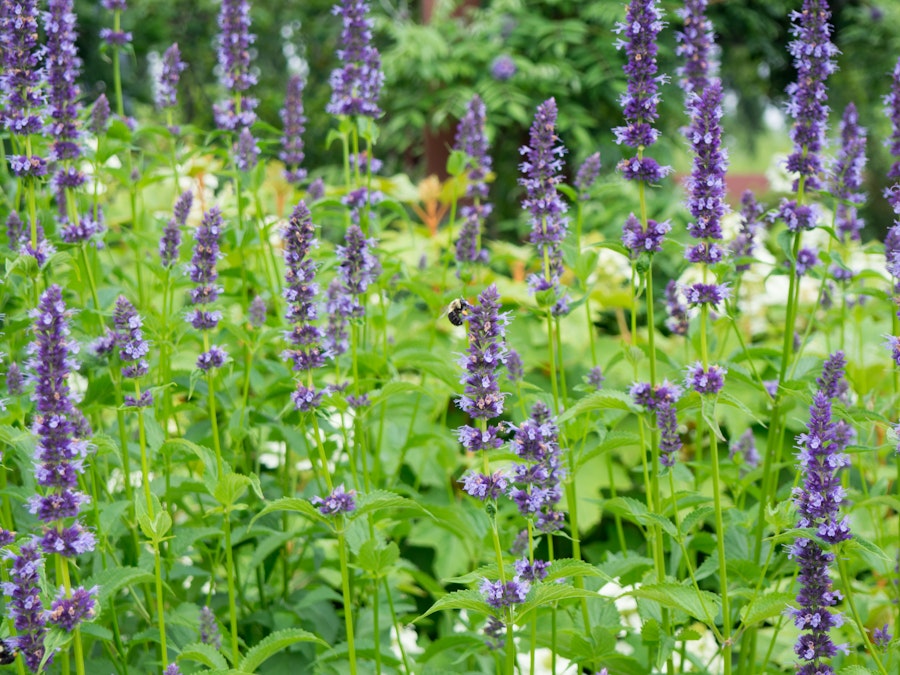 Photo: Purple Flowers with Bee