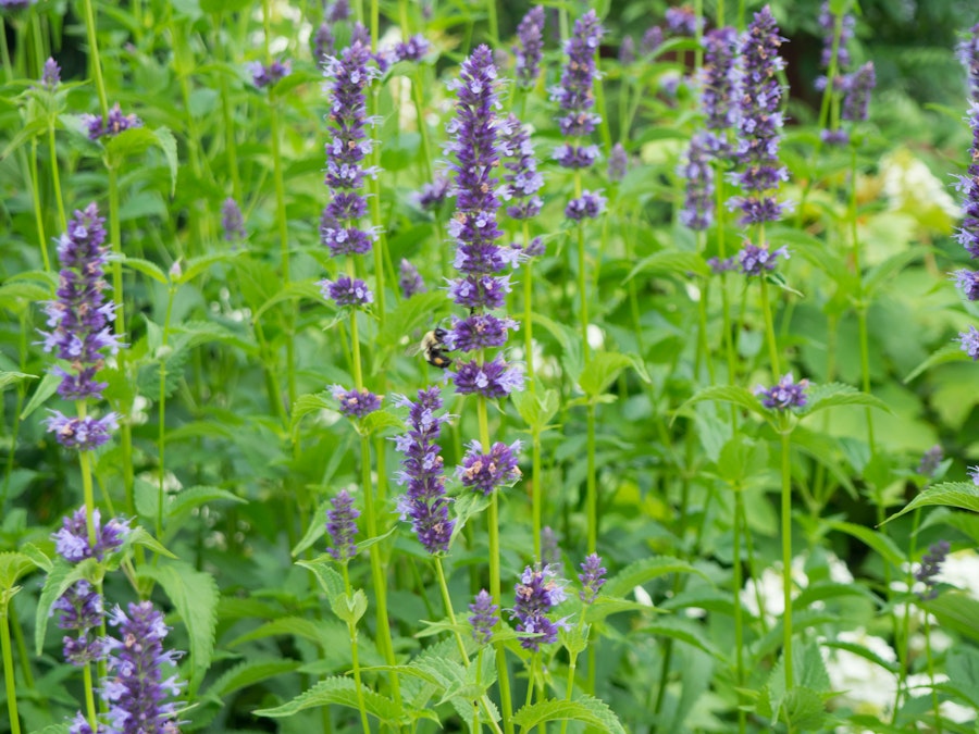 Photo: Bees and Flowers in Garden