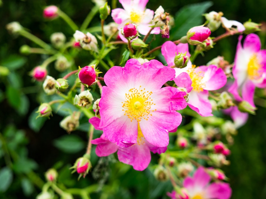 Photo: Pink and Yellow Flowers