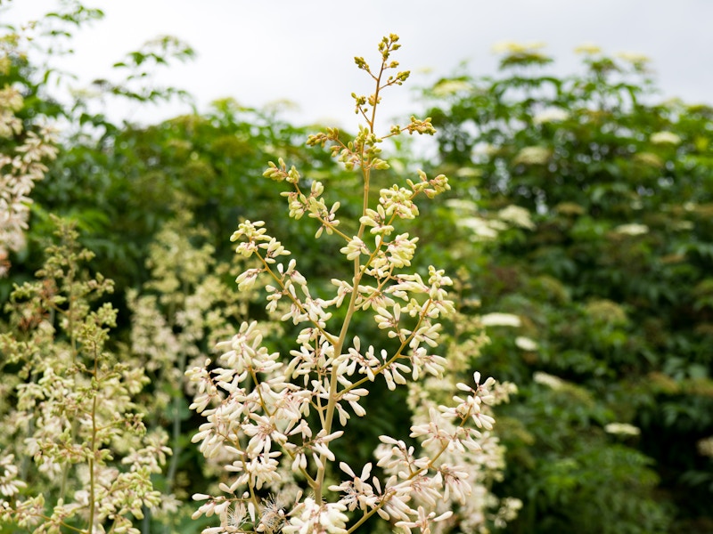 Photo: A close up of a focused plant in a garden 