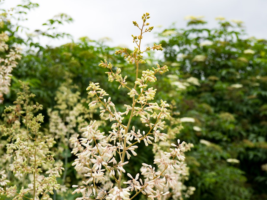 Photo: White Flowers on Branches