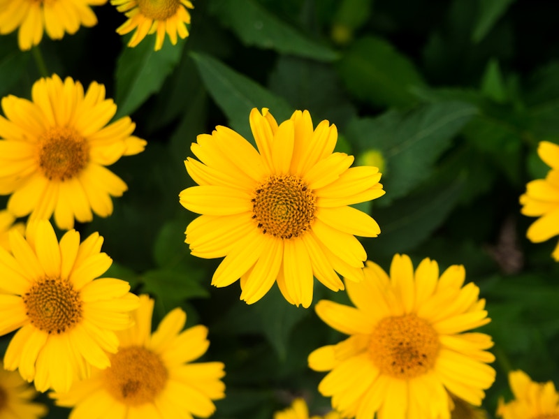 Photo: Yellow Flowers and Leaves