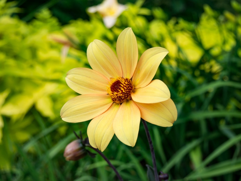 Photo: Yellow Flower in Garden