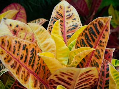 Red and Orange Leaves