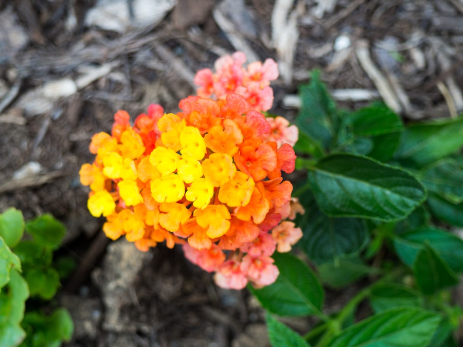 Photo: Yellow and Orange Flowers