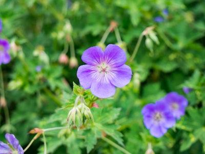 Purple Flower in Garden
