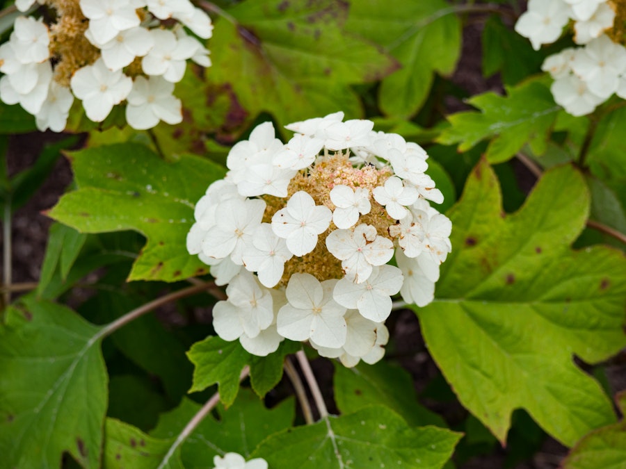 Photo: White Flowers