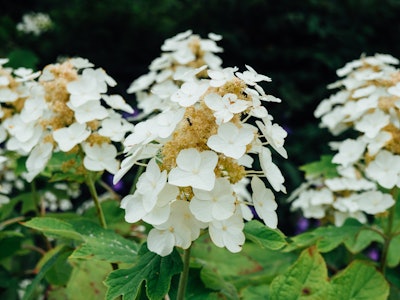 Flower Petals with Ant