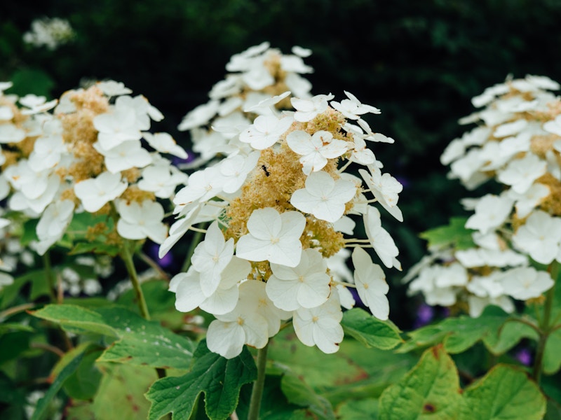 Photo: Flower Petals with Ant