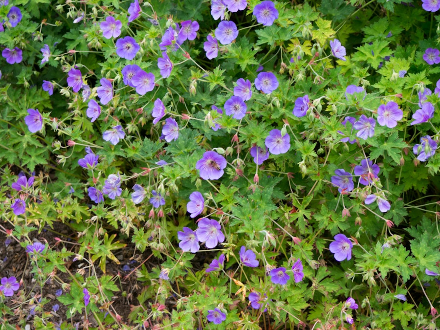 Photo: Purple Flowers with Bee