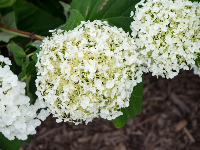 Photo: White Flowers in Garden