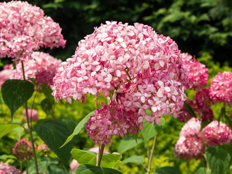 Photo: A group of pink flowers in focus with blurred green leaves in the background 