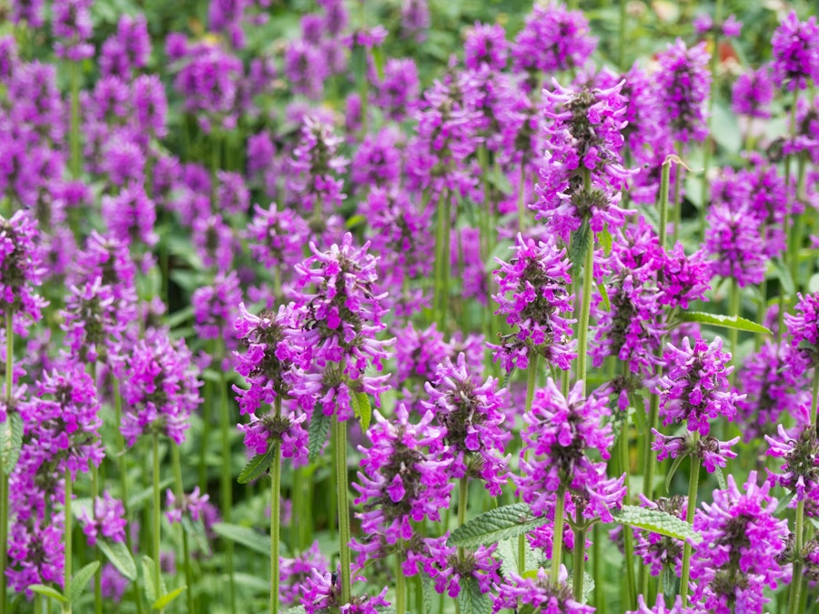 Photo: Purple Flowers in Garden