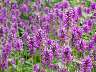Purple Flowers in Garden