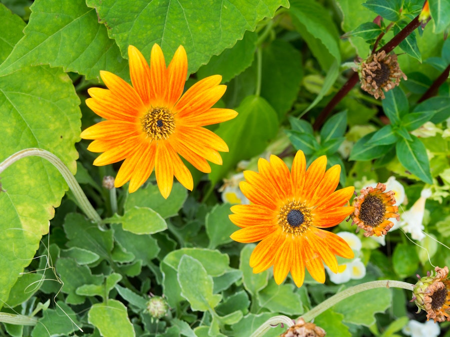 Photo: Orange and Yellow Flowers