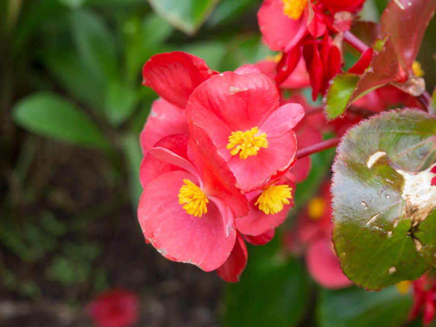 Photo: Red and Yellow Flowers