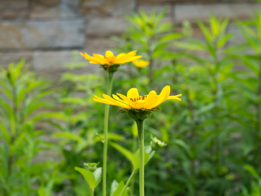 Photo: Yellow Flowers