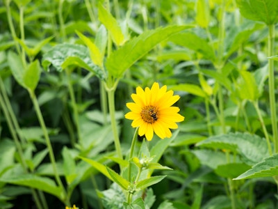 Yellow Flower with Bee