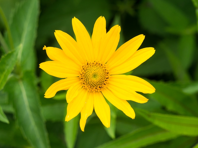 Photo: A yellow flower with green leaves blurred in the background 