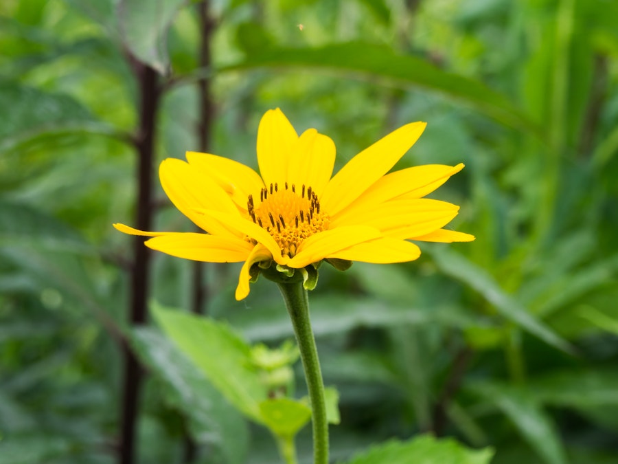 Photo: Yellow Flower