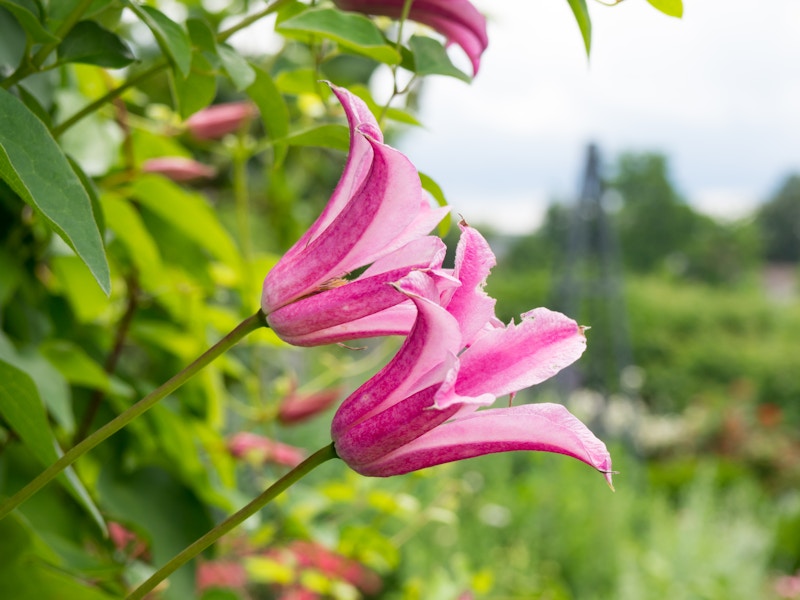 Photo: Pink Flowers