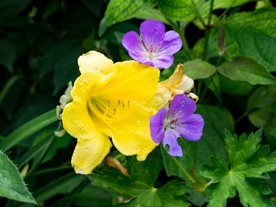 Yellow and Purple Flowers