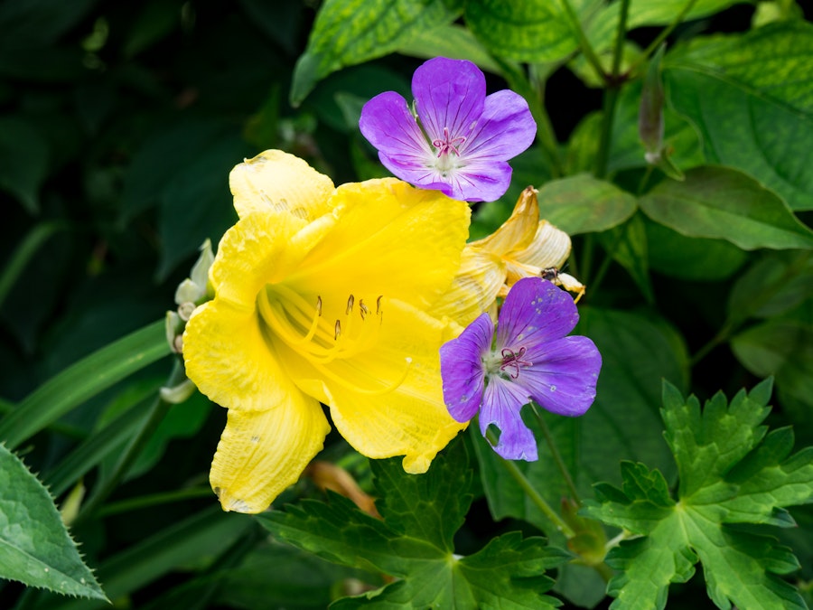 Photo: Yellow and Purple Flowers