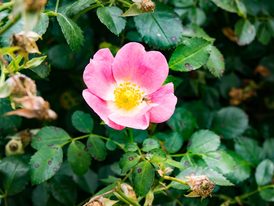 Photo: Pink and Yellow Flower