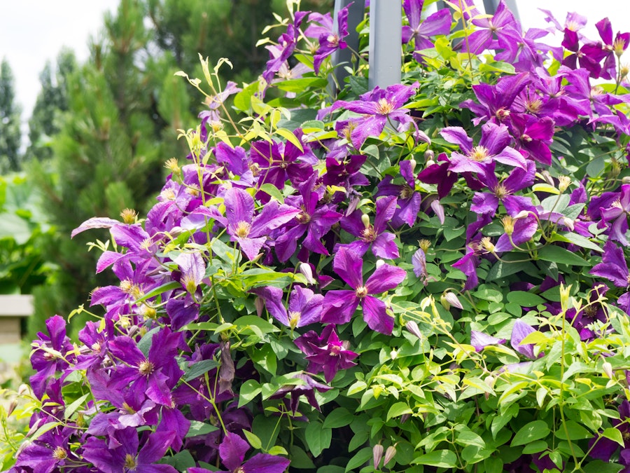 Photo: Purple Flowers