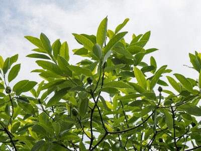 Tree Branches with Leaves