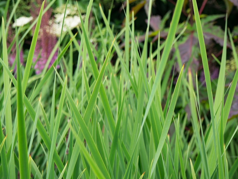 Photo: Grass