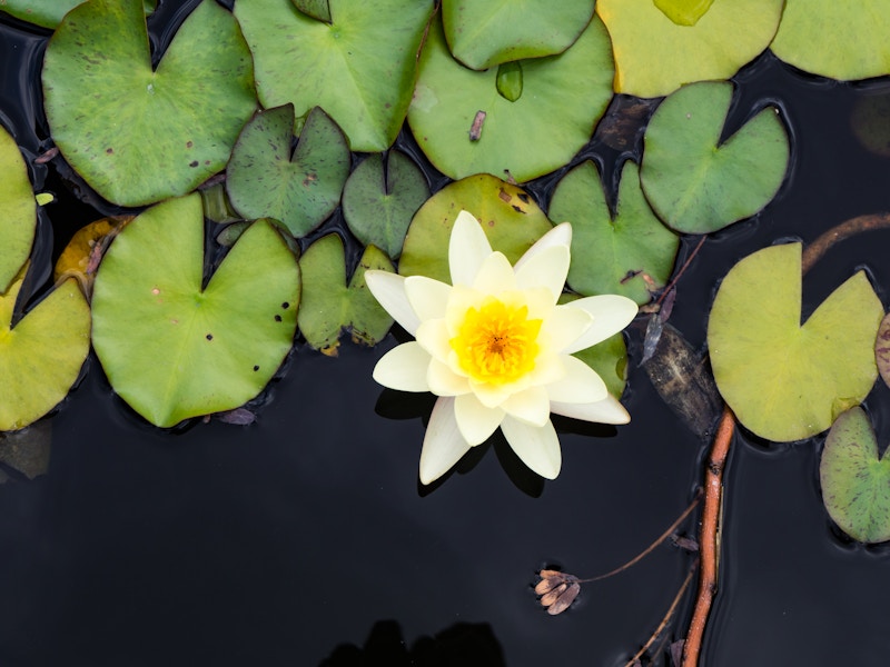 Photo: Yellow Flower on Lily Pad