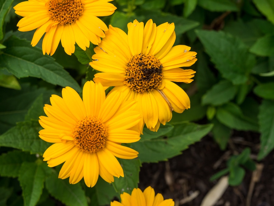 Photo: Yellow Flowers