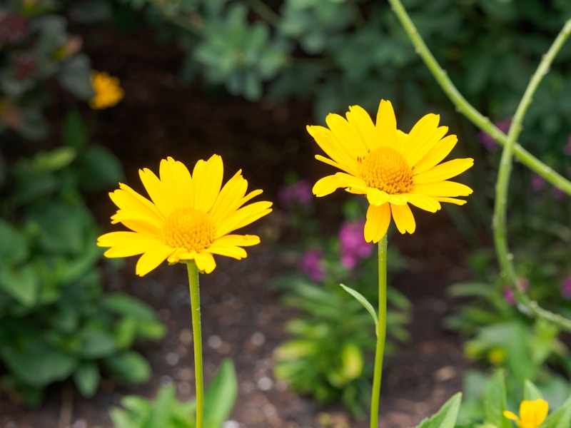 Photo: Yellow flowers focused in a garden with a dark blurred background