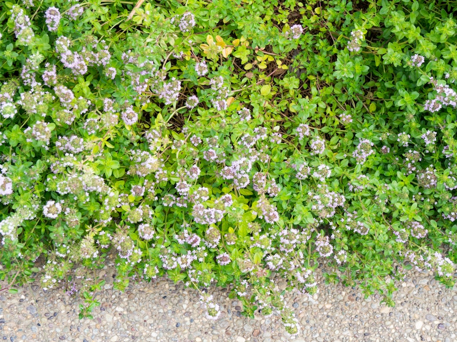 Photo: Flowers and Concrete