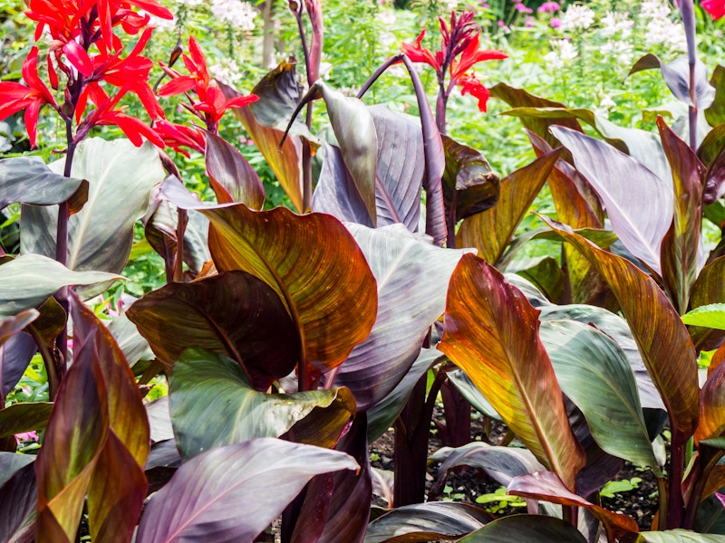 Photo: Red Leaves and Flowers in Garden