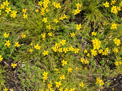 Small Yellow Flowers