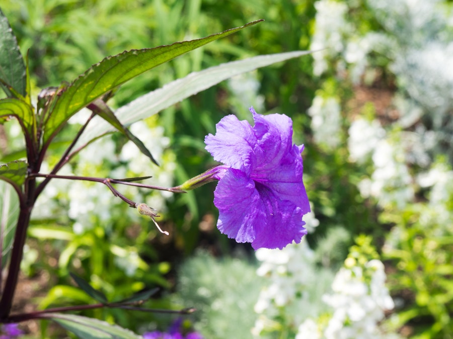 Photo: Purple Flower