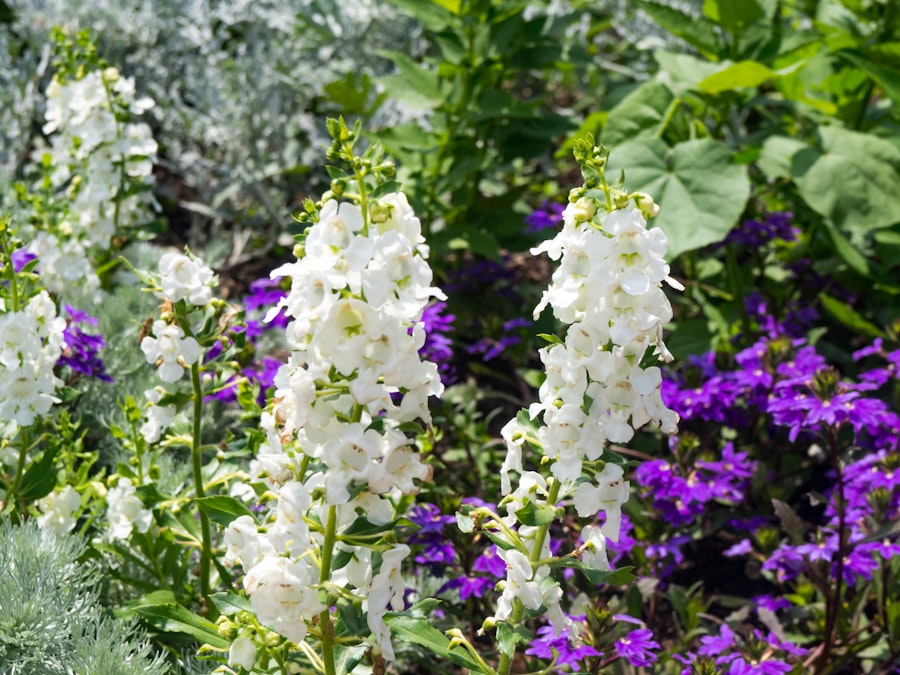 Photo: A group of white and purple flowers with green leaves