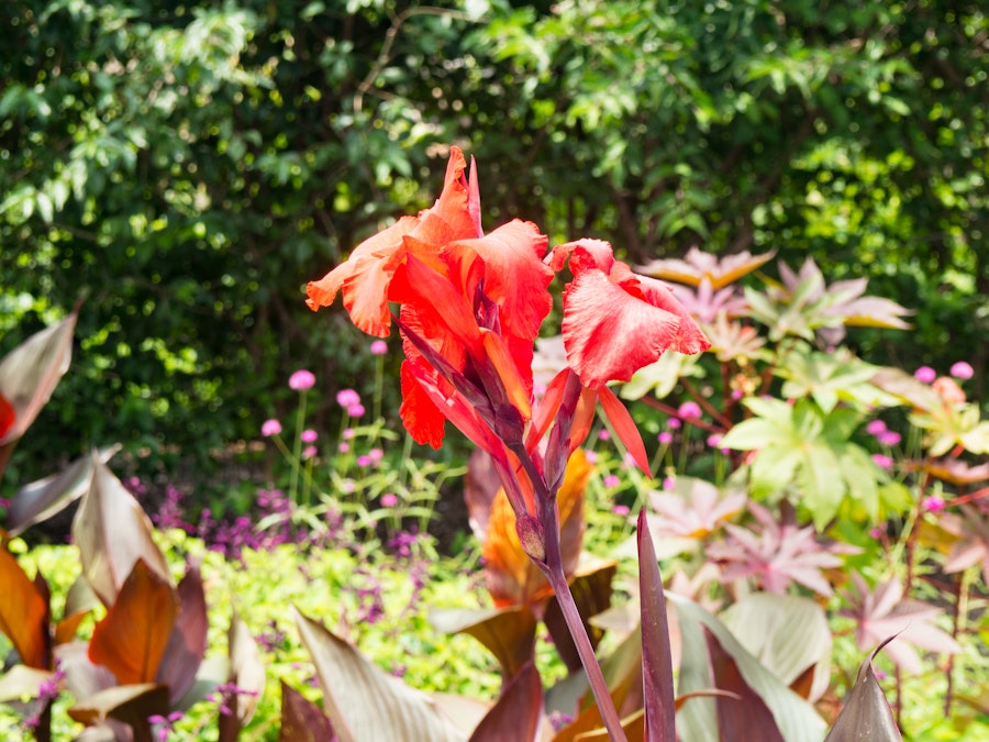 Photo: Red Flowers in Sunlight