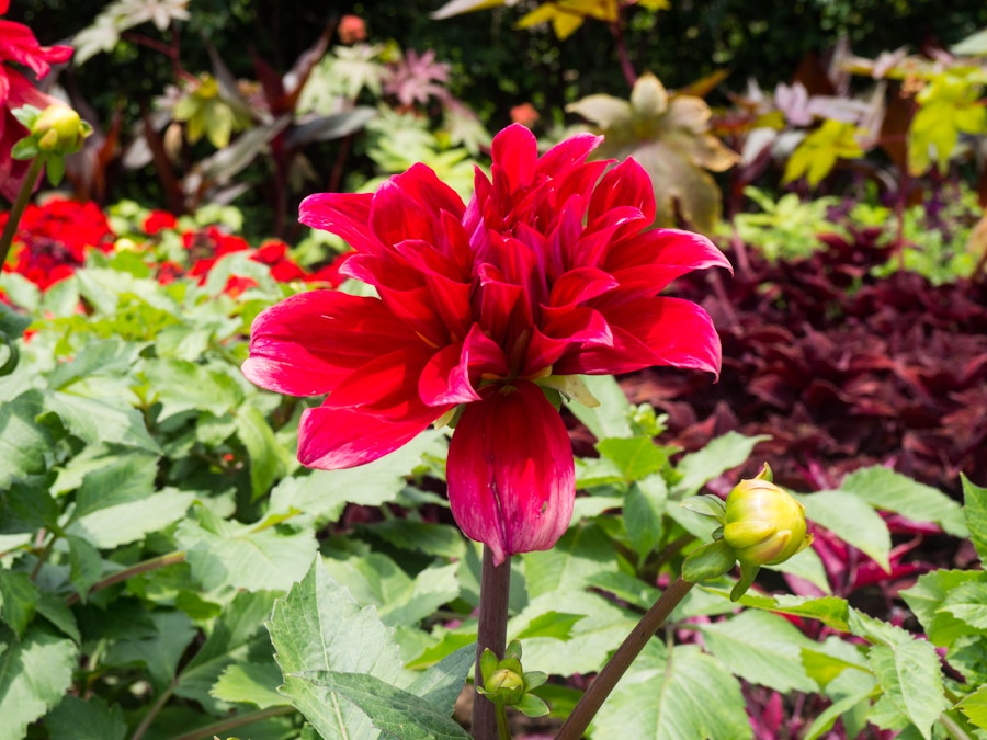 Photo: Red Flower in Garden