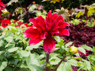 Red Flower in Garden