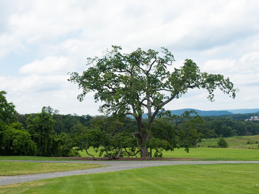 Photo: Grass Field with Trees and Mountains