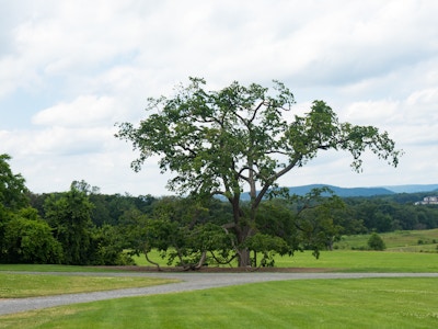 Grass Field with Trees and Mountains