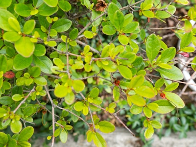 Leaves on Bush with Branches