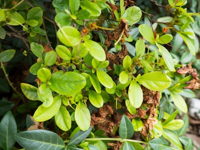 Small Green Leaves on Bush